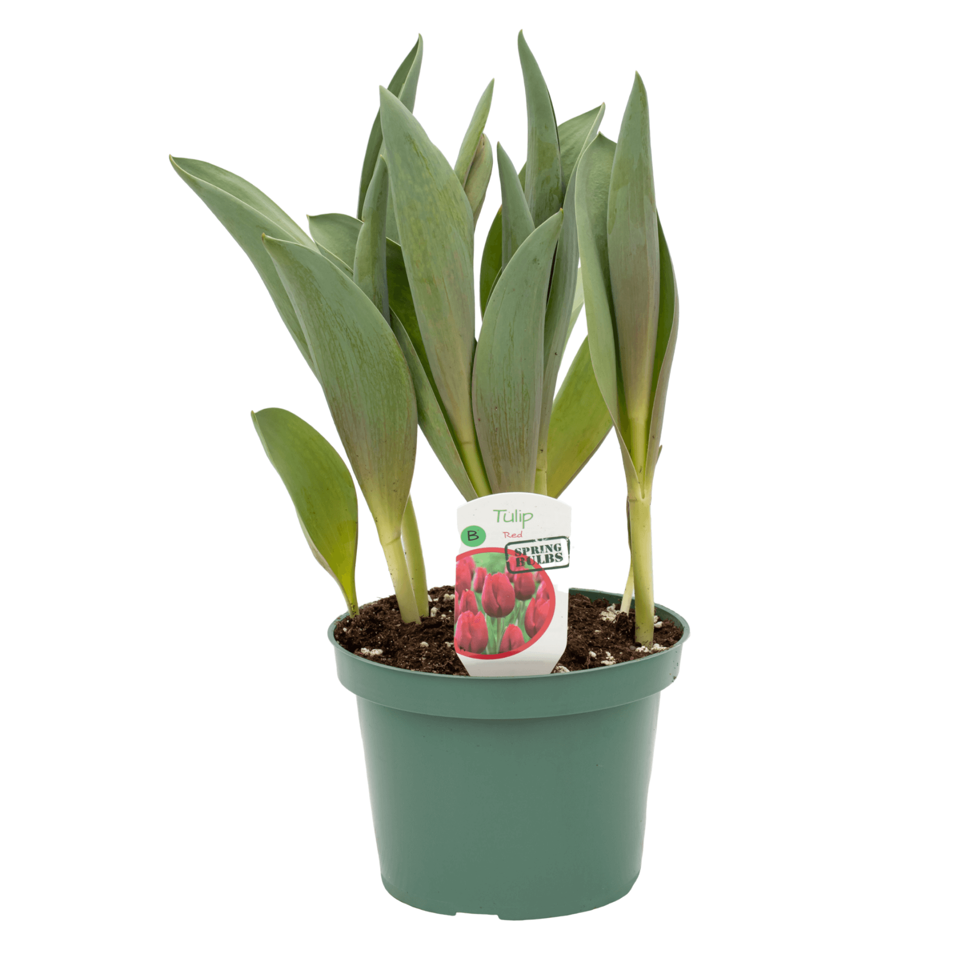 80 Potted tulip plant with green leaves and a label in a green pot, ideal for spring indoor gardening decoration.