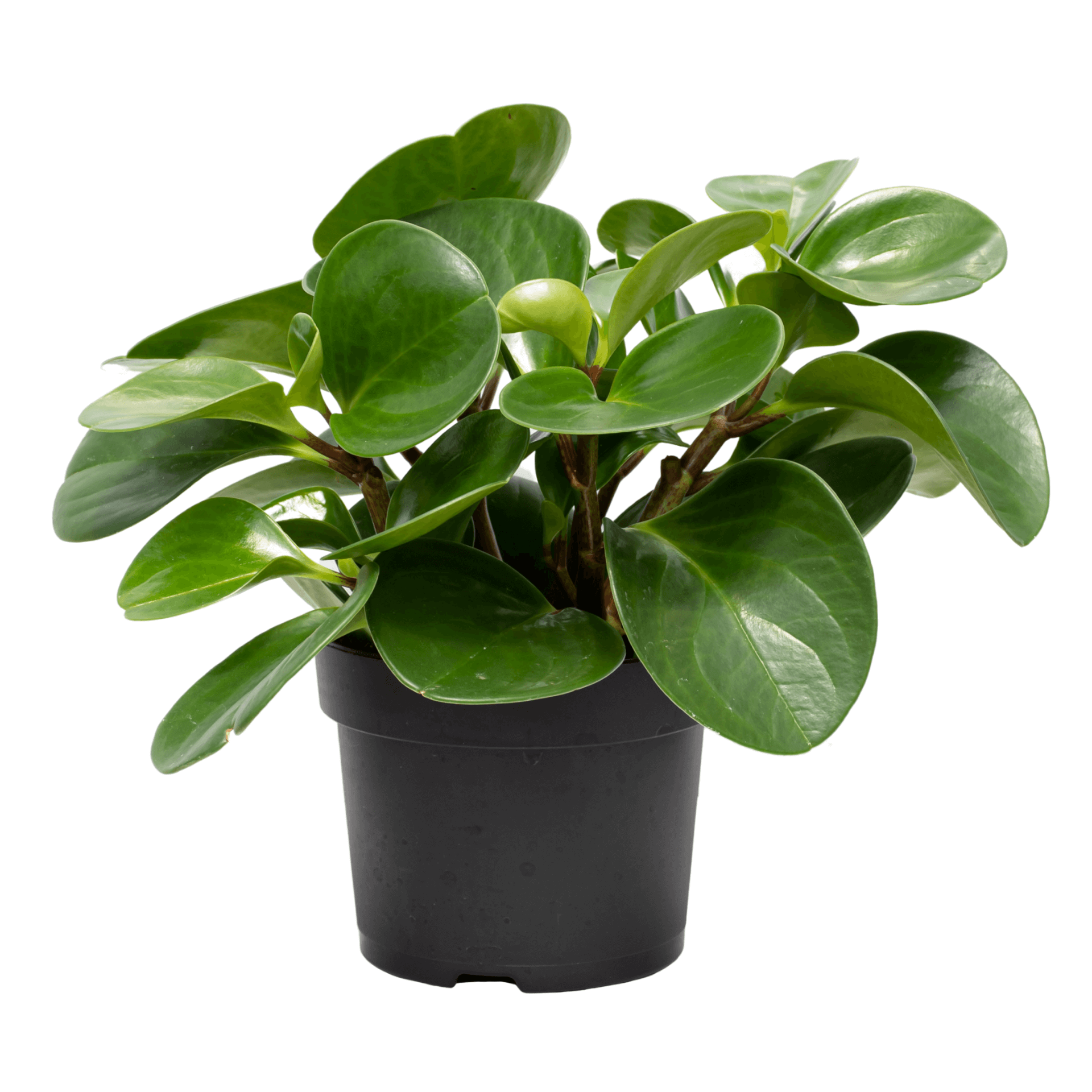 85 Peperomia plant in black pot with vibrant green leaves, ideal for indoor decoration and low-maintenance care.