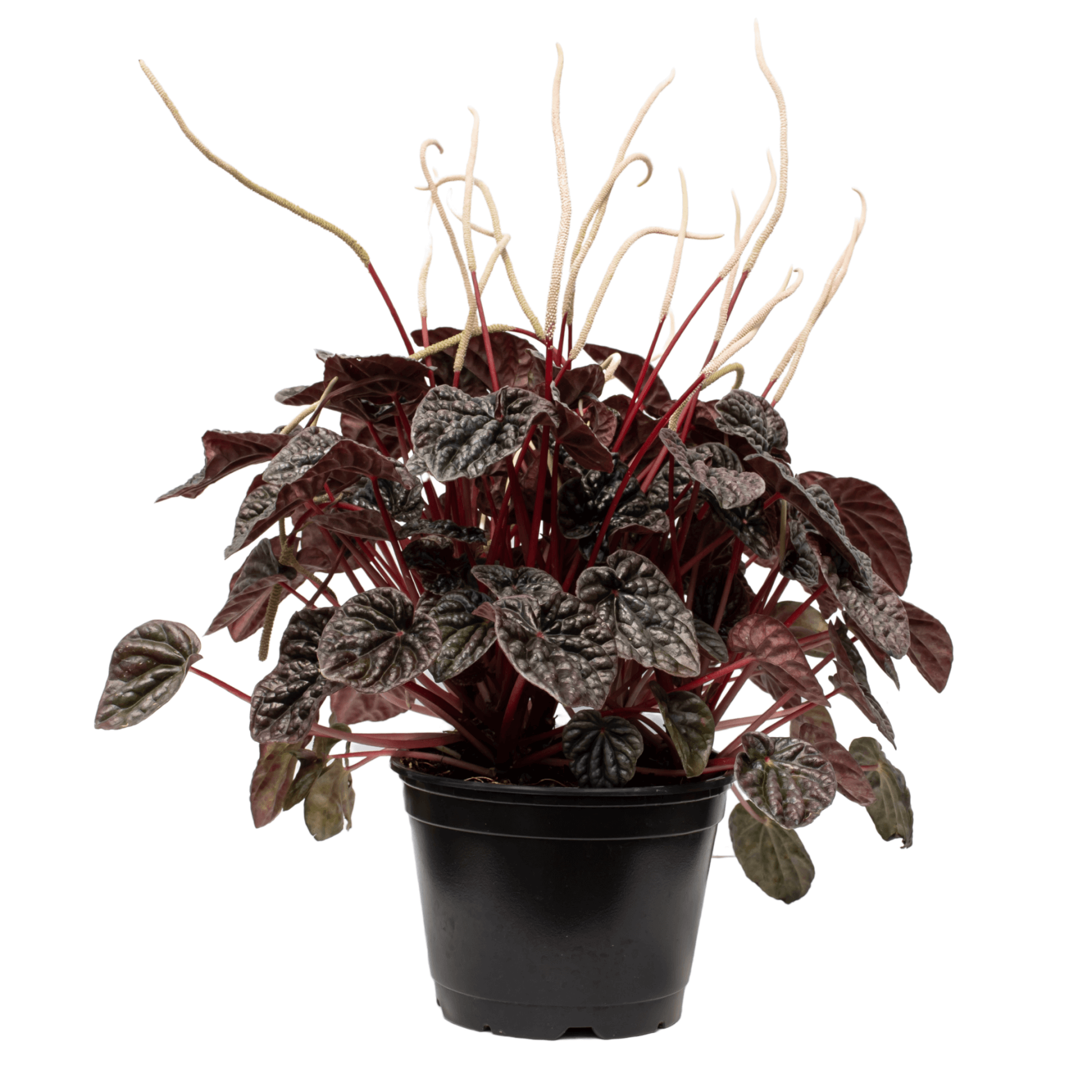87 Piper crocatum plant with dark leaves and long stems in a black pot, isolated on white background.