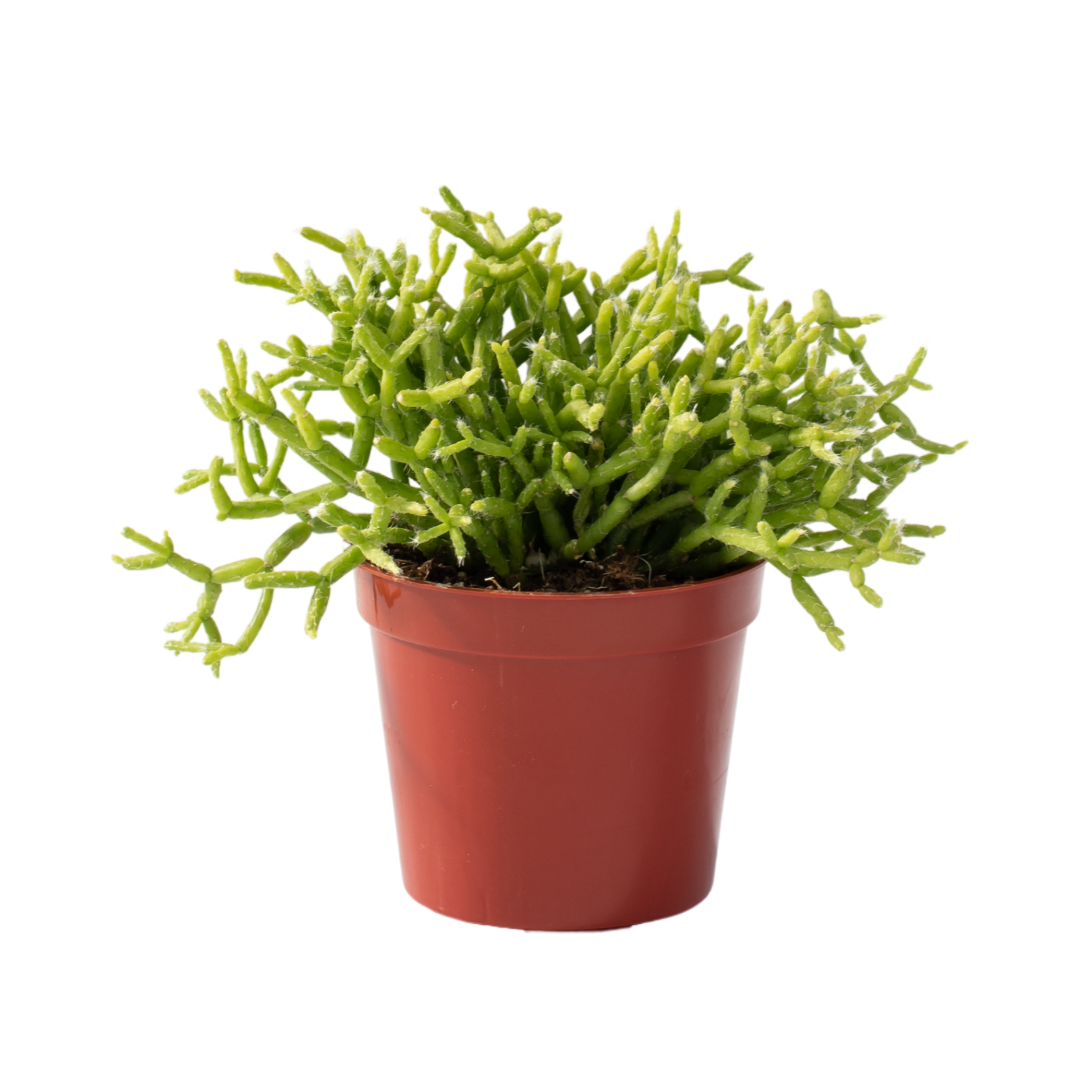 2.5" Rhipsalis Green succulent plant in a red pot on white background, ideal for indoor decoration and low-maintenance greenery.