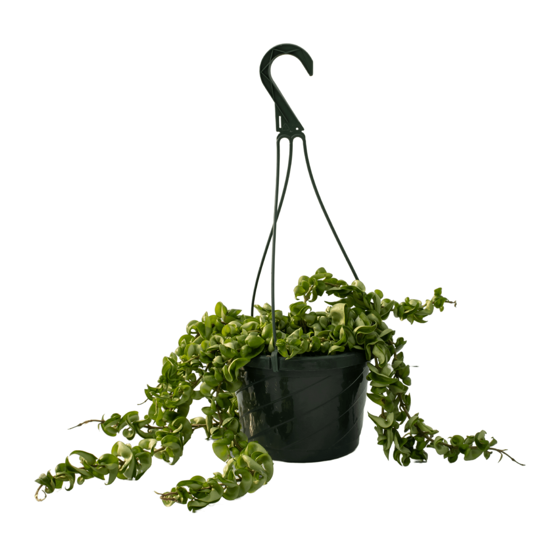 Tropical Hanging Baskets – Vermeer