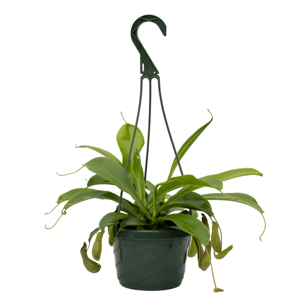 66 Hanging Nepenthes pitcher plant in a green pot with lush green leaves and unique hanging traps.