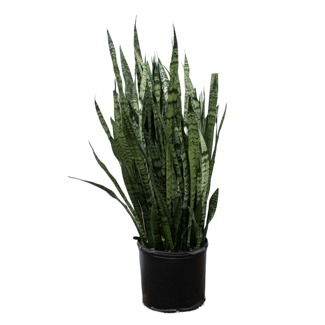 46 Potted snake plant with long, green leaves isolated on a white background.