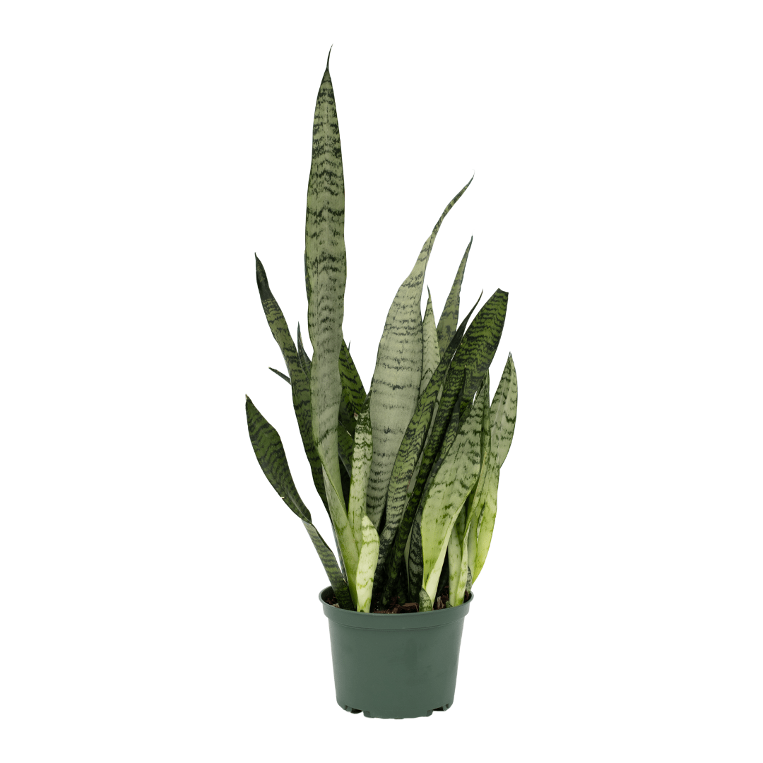69 Potted snake plant with tall, green leaves on a white background, ideal indoor decor and air purifier.