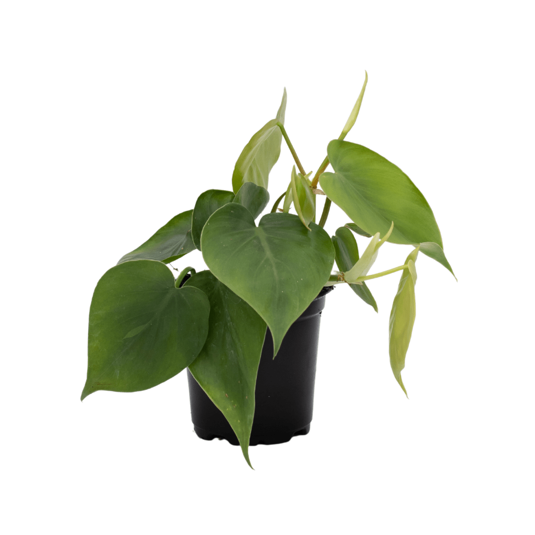 85 Potted heartleaf Philodendron with lush green leaves isolated on white background, perfect for indoor decor.