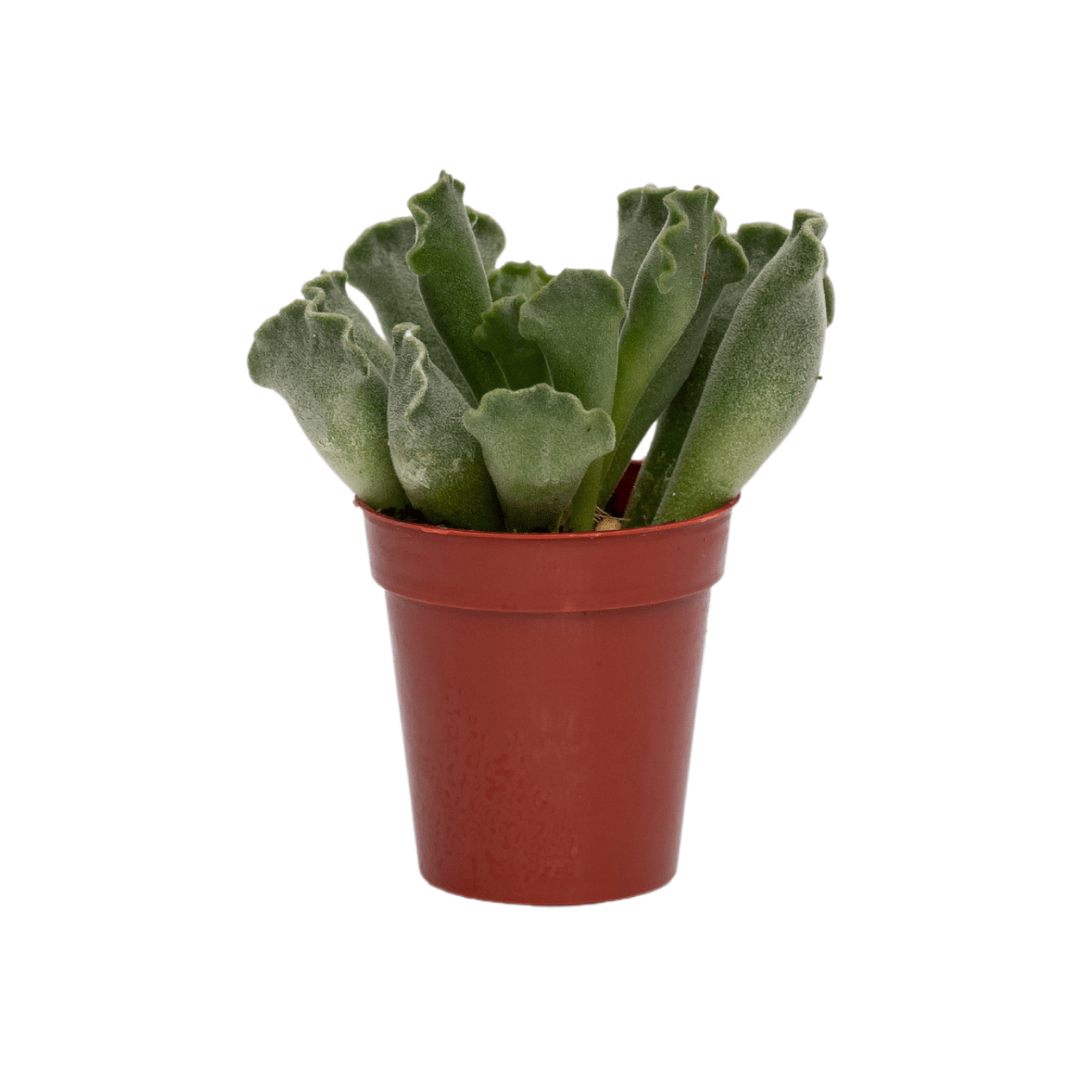 31 Succulent plant in a brown pot with wavy green leaves, ideal for indoor decor and low-maintenance gardening.