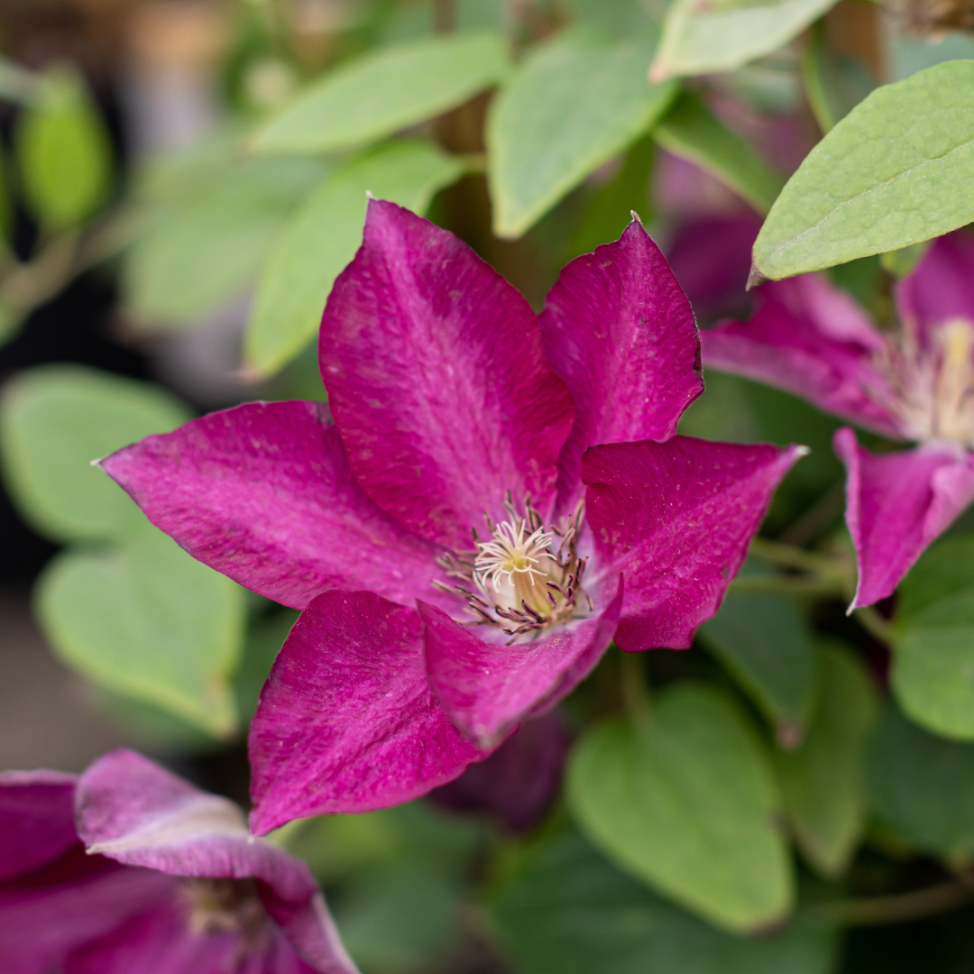 Tekla Vibrant magenta clematis flower blooming amidst lush green leaves, showcasing vivid petals and delicate stamen.