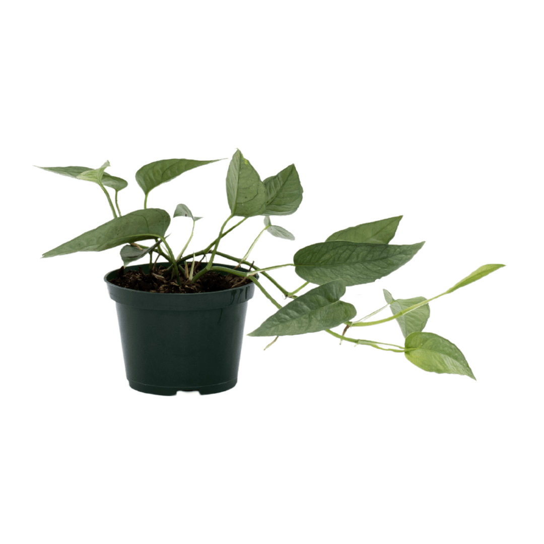 Website Photos - Tropicals - Part 9 (5) Potted vine plant with lush green leaves in a black planter on a white background. Ideal for home and office decor.