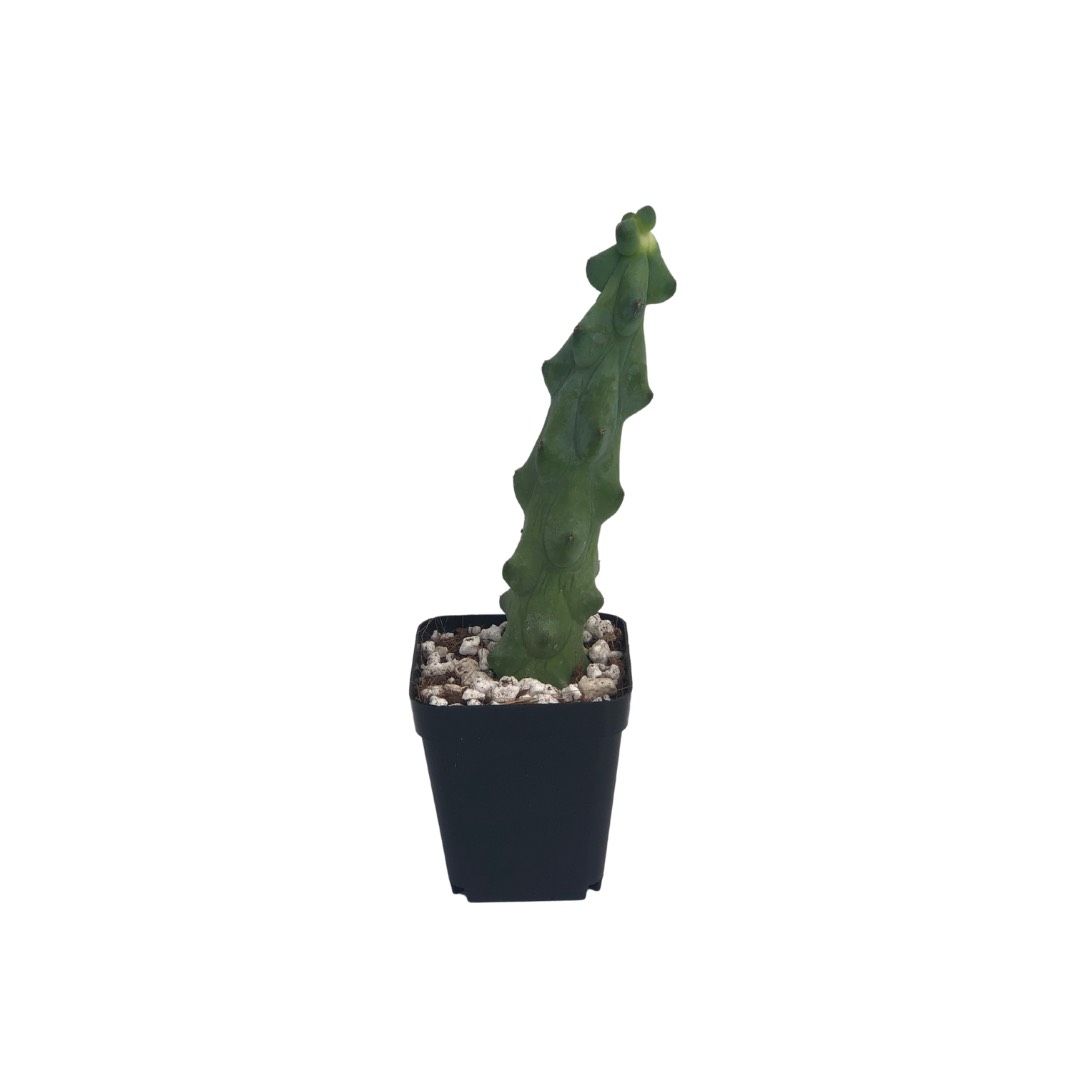 0C75CF04-AB7E-4101-A269-3DBA879354C4 Single green cactus in a black pot on white background, minimalistic indoor plant decor.