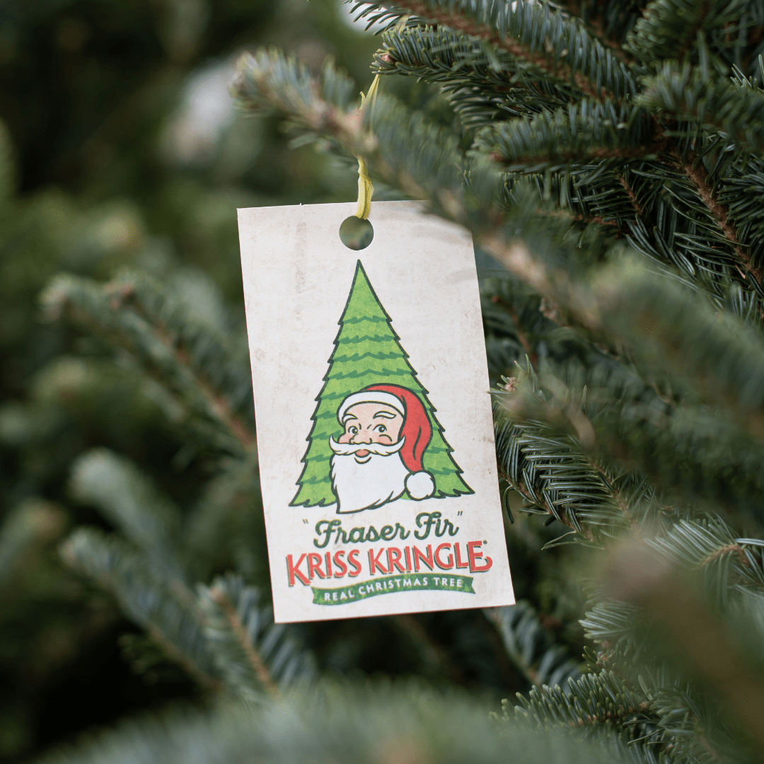 Tips & Tricks for Long-lasting Porch Pots, Fresh Christmas Trees & Greenery!
