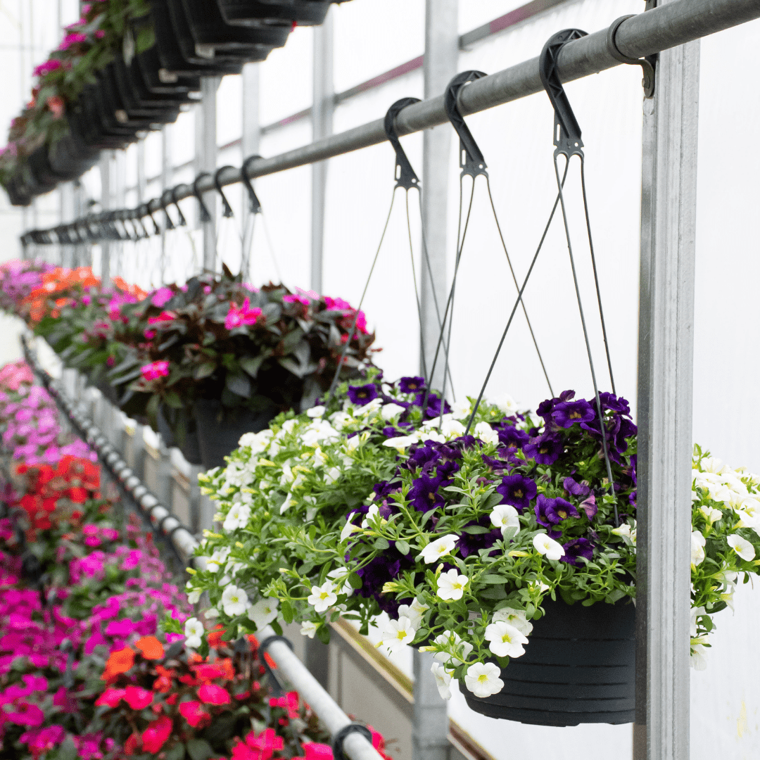 Our Mother’s Day Hanging Basket Sale is Back!