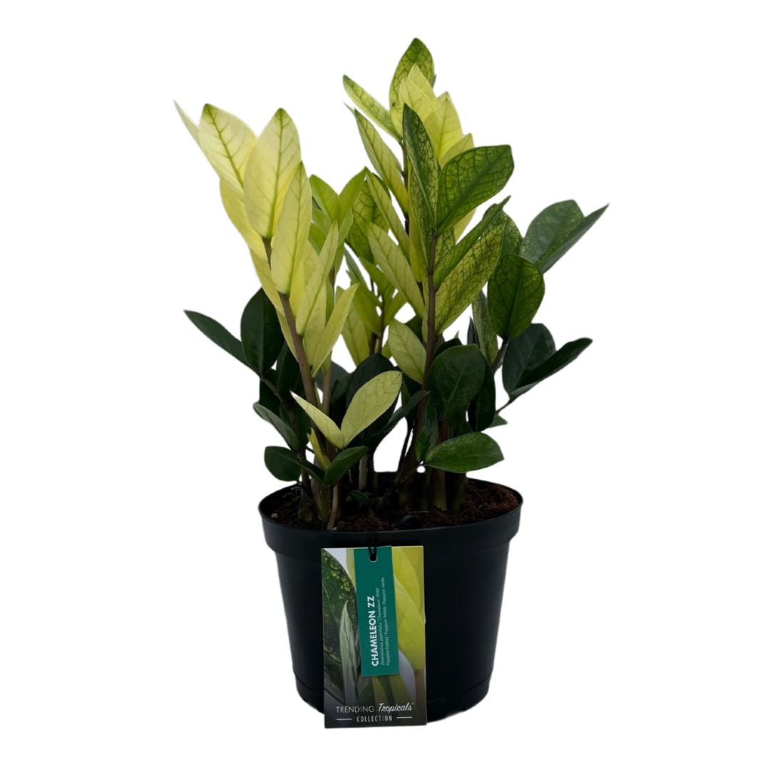 ZZ plant chameleon Potted Chameleon ZZ plant with vibrant green leaves against a white background. Perfect for home decor and indoor gardening.