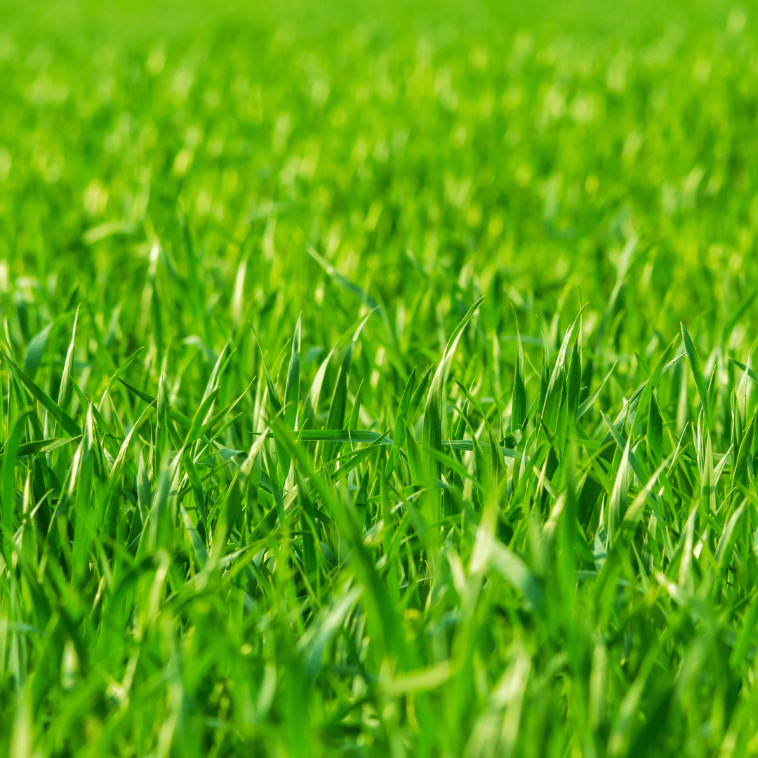 Spring Lawn Care Tips!
