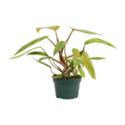Potted philodendron plant with vibrant green leaves isolated on white background. Ideal for home decor and indoor gardening.