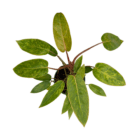 Variegated indoor plant with lush green leaves in a pot, perfect for home or office decor.