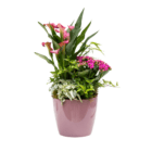 Elegant pink calla lilies and vibrant flowers in a pink pot, perfect for indoor decor and gifting.