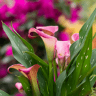 Pink calla lilies with lush green leaves against a vibrant magenta floral background.