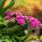 Vibrant pink Kalanchoe flowers in bloom amidst lush green leaves in a serene garden setting.