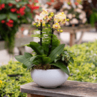 Elegant orchids in a white pot on wooden table, surrounded by lush greenery in a vibrant garden setting.