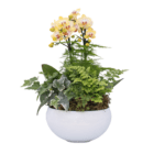 Elegant yellow orchids and lush green foliage in a white ceramic pot, perfect for interior decoration.
