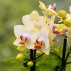 Yellow orchids with pink accents in full bloom against a blurred green background.