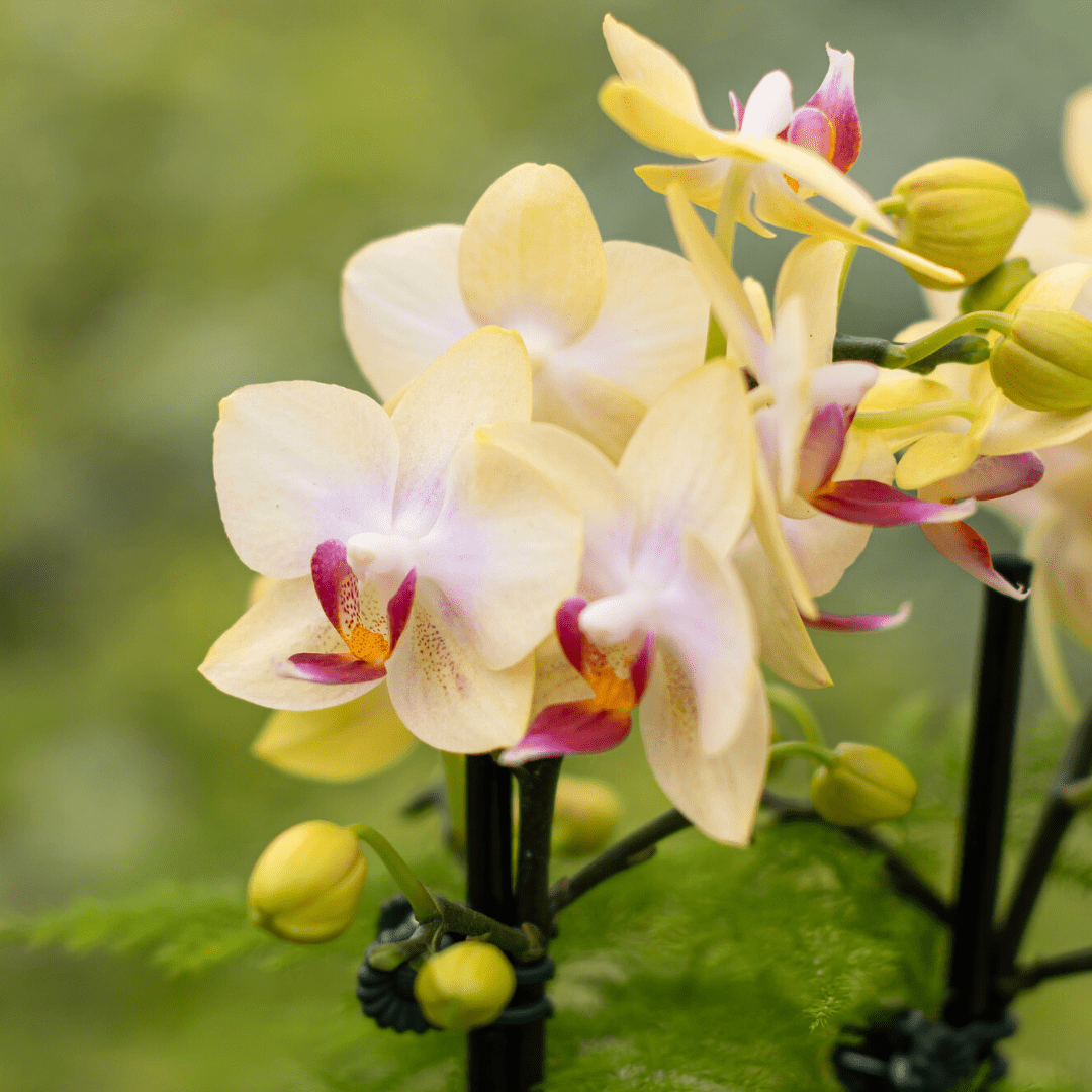Yellow orchids with pink accents in full bloom against a blurred green background.