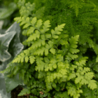 Lush green fern leaves in a natural garden setting, showcasing vibrant foliage and intricate leaf patterns.