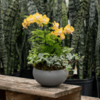 Vibrant yellow orchid arrangement in a pot with green foliage, placed on a wooden bench in a garden setting.