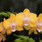 Bright yellow orchids in bloom against a dark, blurred background showcasing their delicate petals and intricate details.