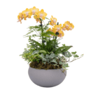 Yellow orchids in a modern gray pot with lush green foliage, perfect for indoor decor and creating a serene atmosphere.
