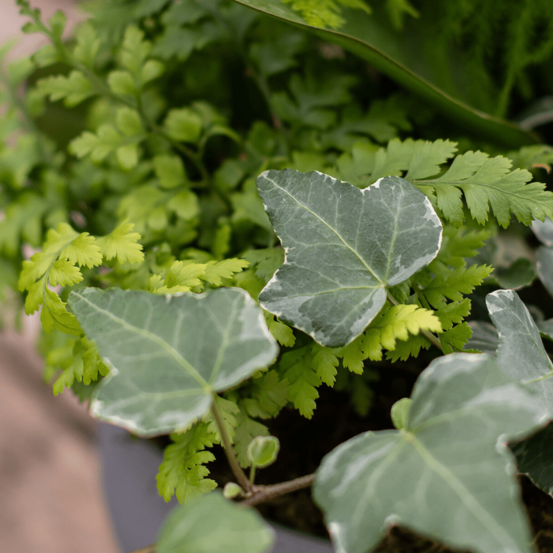 Close-up of lush green ivy and fern leaves in a garden setting.