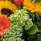 Colorful bouquet featuring yellow sunflowers, orange gerbera daisies, and green hydrangeas for a vibrant floral display.