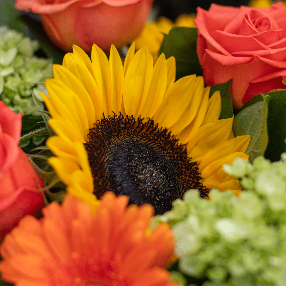 Bright bouquet featuring a vibrant sunflower, orange gerbera daisies, and lush roses for a colorful floral arrangement.