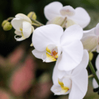 Elegant white orchids with yellow centers in full bloom against a blurred green background.