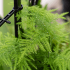 Close-up of lush green fern leaves with intricate texture, supported by a black plant stake.