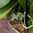 Variegated ivy plant surrounded by green leaves in a pot, highlighting lush garden growth.