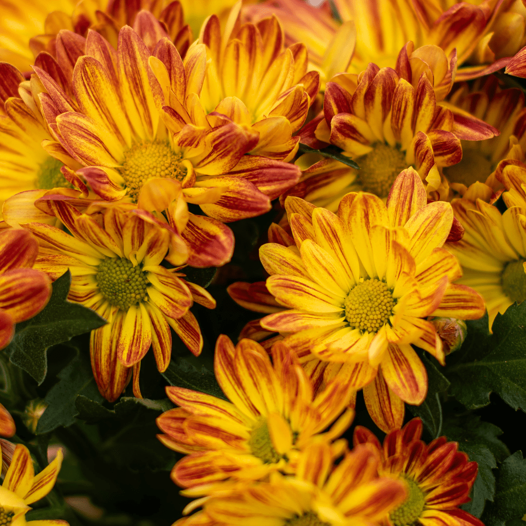Vibrant yellow and orange chrysanthemums in full bloom, showcasing autumnal colors and lush green leaves.