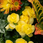 Vibrant yellow begonias blooming amidst green foliage, accented by red and yellow chrysanthemums.