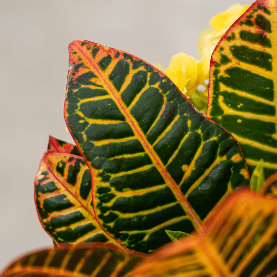 Colorful croton plant leaves with vibrant green, yellow, and red patterns, close-up view.