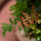 Close-up of red and green fern leaves in natural sunlight, showcasing contrasting colors and detailed textures.
