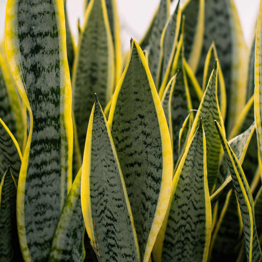 Close-up of vibrant snake plant leaves with yellow edges, showcasing striking texture and color.