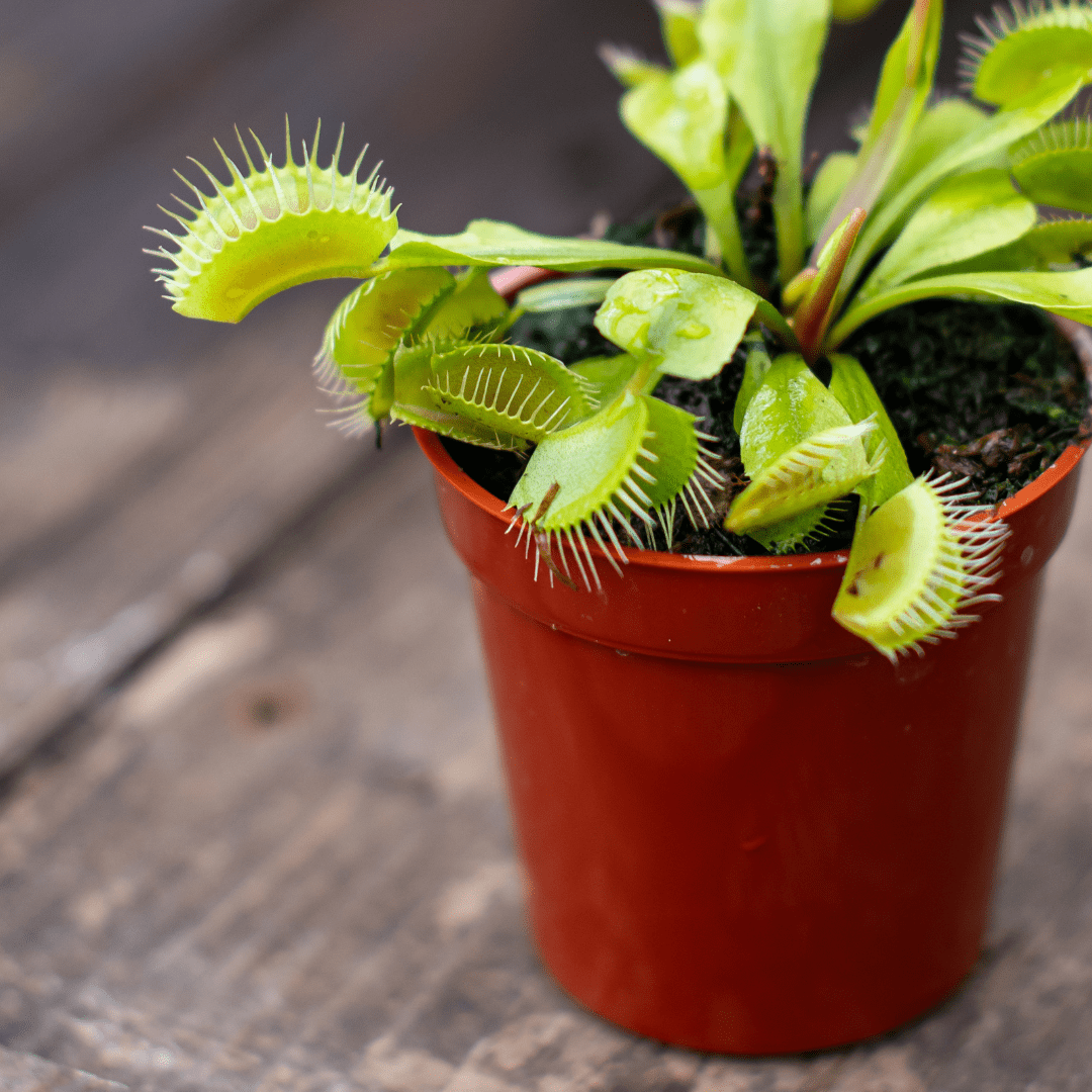 Potted Venus flytrap on wooden surface, showing open green traps and healthy leaves.