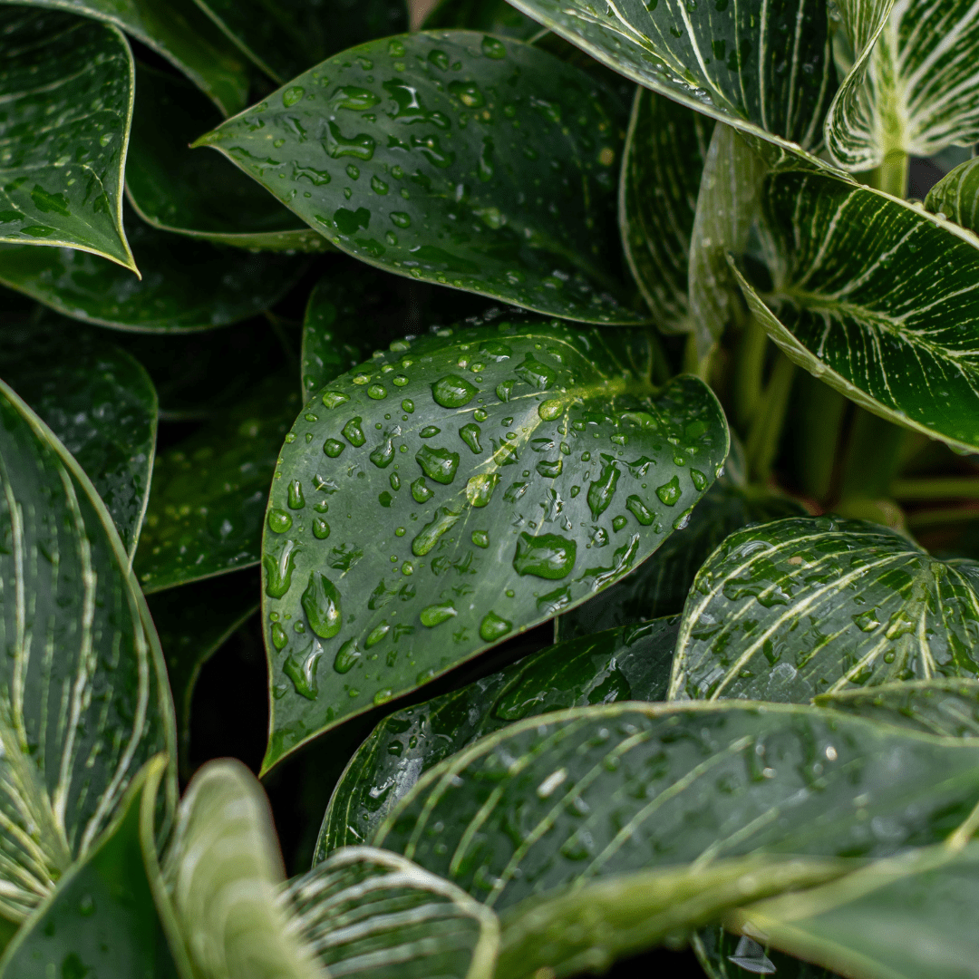 Close-up of green leaves with rain droplets, showcasing vibrant foliage and natural texture.
