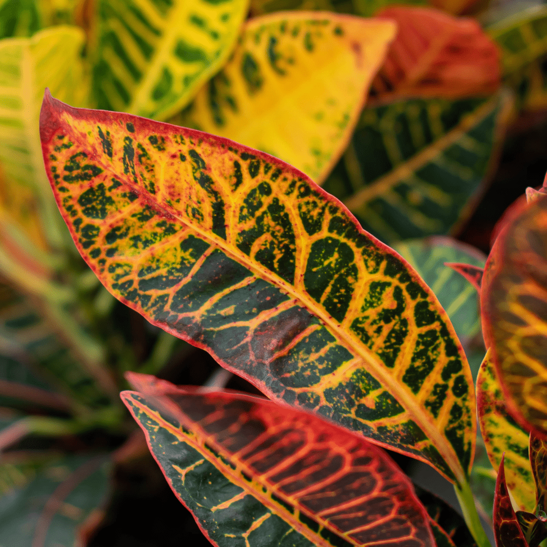 Vibrant croton leaves with red, yellow, and green colors, showcasing intricate patterns and textures.