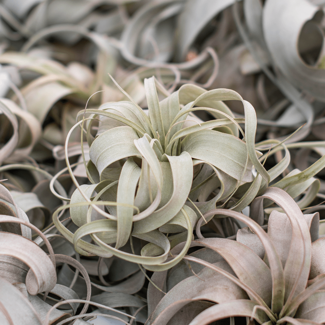 Close-up of curly Tillandsia air plants with green and silver leaves.