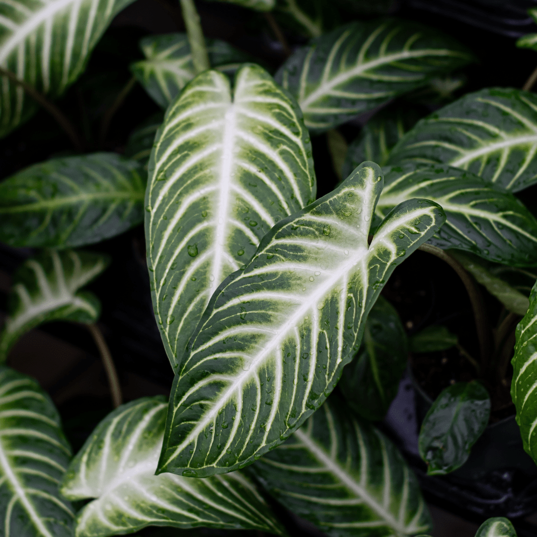 Close-up of tropical green leaves with white veins and water droplets, showcasing vibrant foliage textures.
