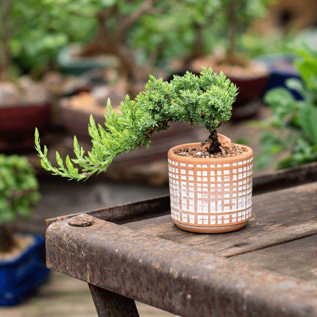 Potted bonsai tree on rustic table, showcasing intricate design and lush green foliage in a decorative pot.