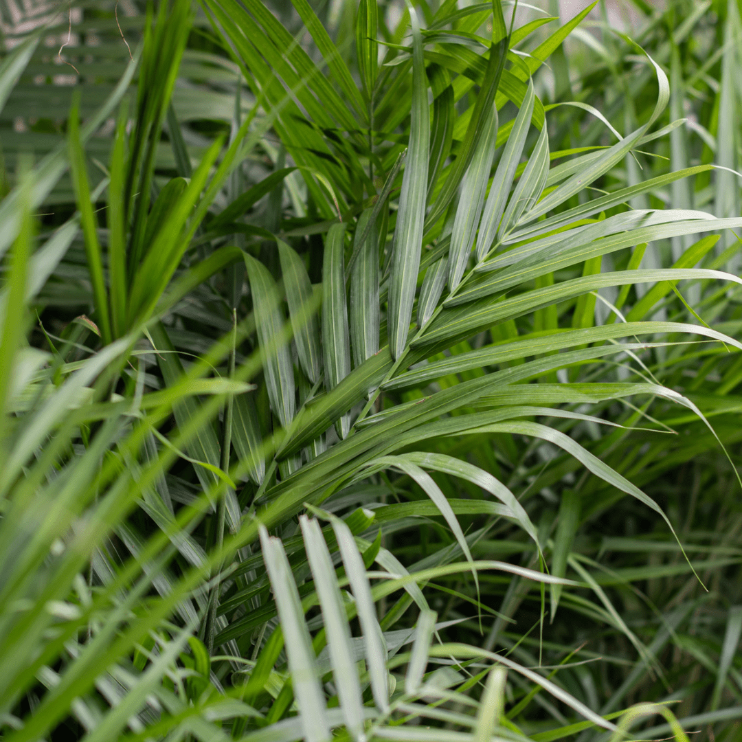 Lush green tropical leaves in a dense foliage, showcasing vibrant natural greenery and texture.