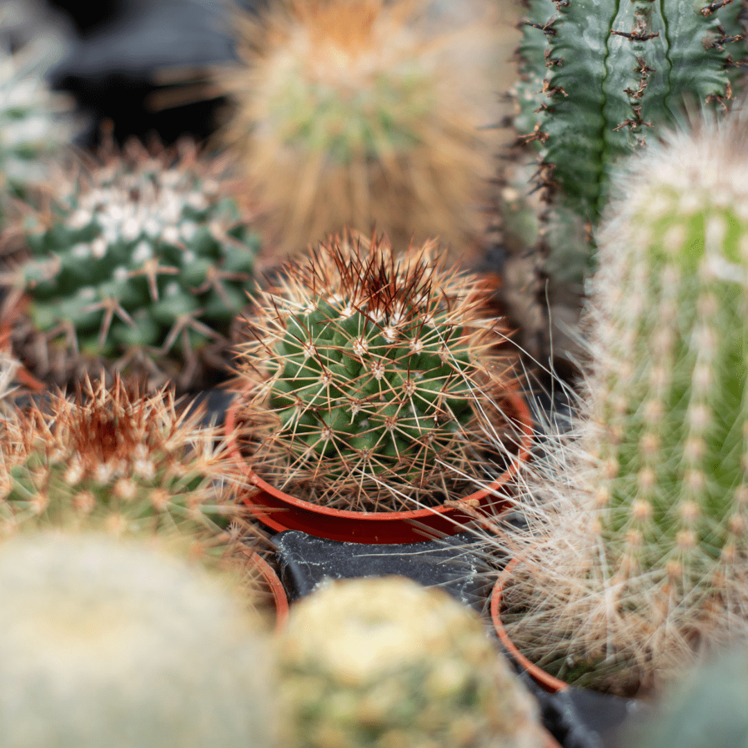 Close-up of various cacti in pots, showcasing different textures and colors, ideal for indoor plant enthusiasts.