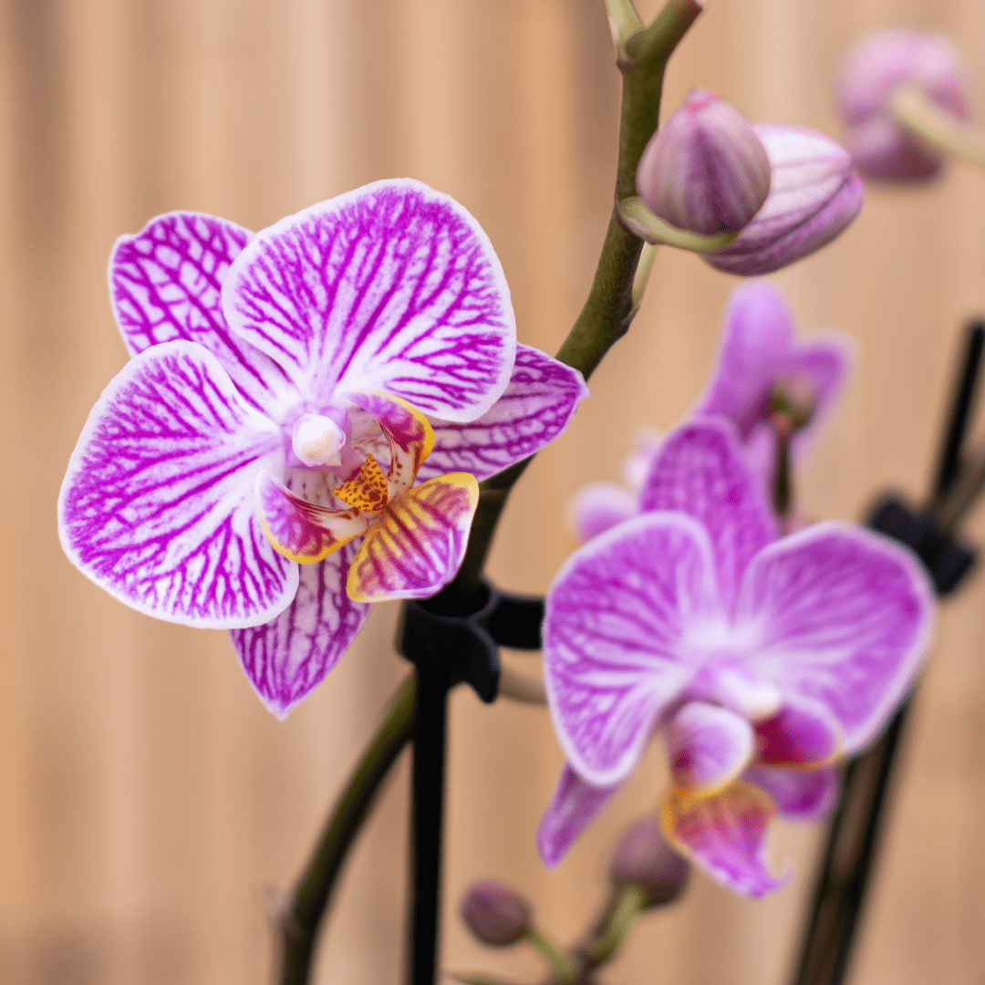 Close-up of vibrant purple and white orchids in bloom against a soft, blurred background.
